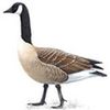 NYC: Andrea Peyser Wants To Kill Your Geese